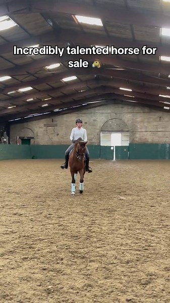 9YO Sport Horse for Sale: See His Jumping and Dressage Talent