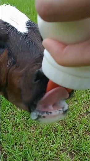 Look at the Foam When This Baby Calf Drinks! 😂🍼 #HolsteinCalf #BottleCalf #BabyBull