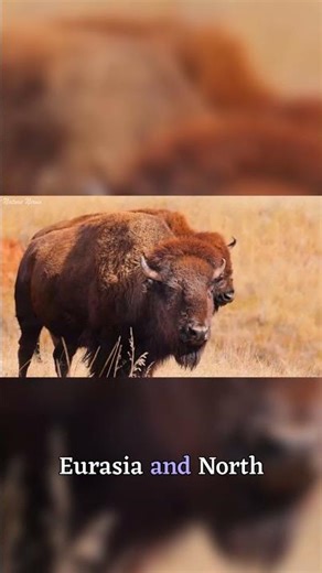 Bison's Secret Connection to Ice Age Giants #shorts #animals