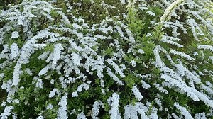 Thunberg Spirea Spiraea Thunbergii Bush Blossom Stock Footage Video (100% Royalty-free) 3719754579 | Shutterstock