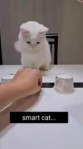 #funnycat #smartcat