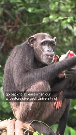 Study: Chimps use learned gestures to communicate