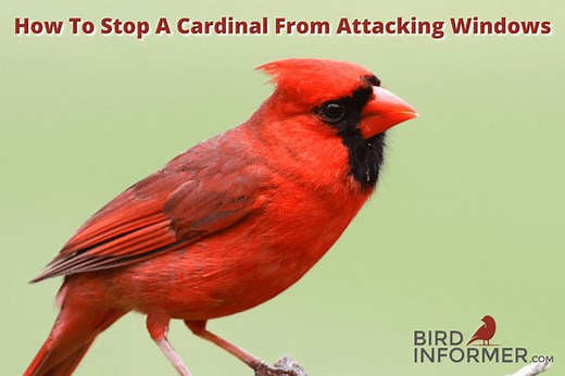 How To Stop Cardinal Attacking Window - Bird Informer