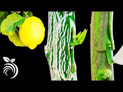 Lemon Tree Grafting - How to Graft a Lemon Tree by Stem or T-Bud