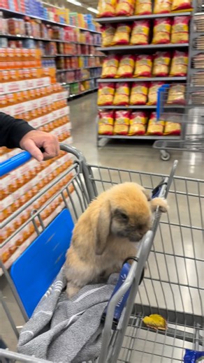 1.2M views · 43K reactions | Rabbit Pals on Reels | Facebook