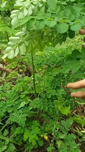 How to Cook Traditional Indonesian Mango Seed Oil 🌙🥃✨