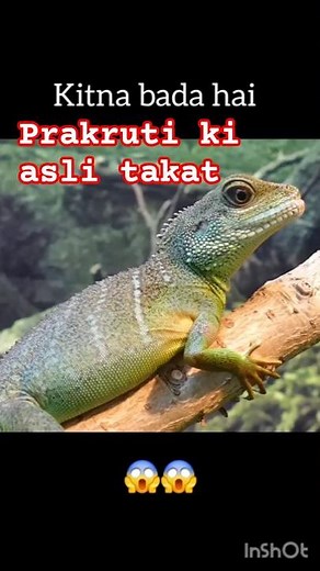 Green water dragon |#wildlife#nature #free copyright no attribution vedio made by inspiredImages