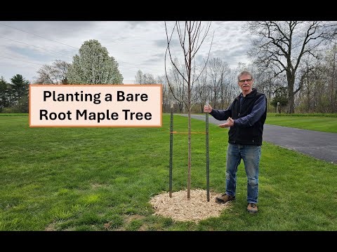 Planting a Bare Root Maple Tree