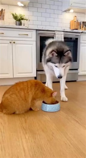 Must watch 😁 dog eating! 😂 100% AI video for fun & laughs! Every scene is digitally created — no real animals, babies, or people. 🐾 Enjoy and share! 🚫 No reuploads. | S D Creation
