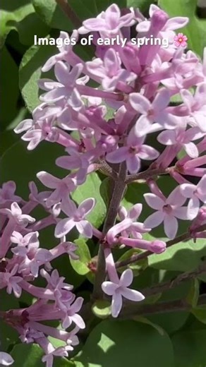 Early spring scenes #spring #nature #dream a little dream #the mamas and the papas