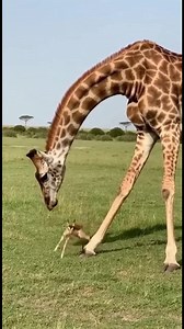 73K views · 407 reactions | Giraffe Meets Fawn: A Gentle Encounter Watch a giraffe's gentle curiosity as it meets a tiny fawn in the wild. #fblifestyle #AI Generated using Kling AI . . . (For entertainment purposes only. Consult professionals if guidance on activities is presented. No brand affiliation is implied if any are shown. If inspired by true events, creative adaptations may be included. Content may include public footage.) | Fabiosa Fitness | Facebook