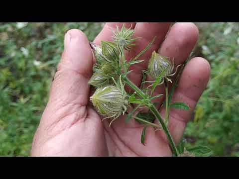 Kenaf (Hibiscus cannabinus) - good for fibers and for food