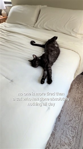 he’s so spoiled #catmom #catlover #blackcats #funnycat #catsoftiktok | cat
