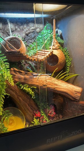 Profunda limpieza del terrario de Casper