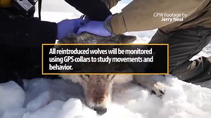 2.8K views · 124 reactions | We're preparing to reintroduce wolves to...