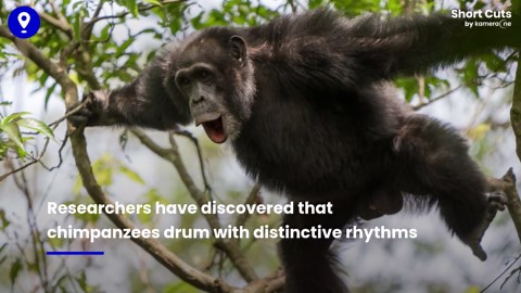 Feel the rhythm! Chimps drumming may reveal insight into roots of music