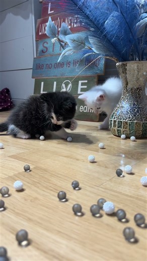 ASMR Cats 🐈‍⬛ #cat #kitten #funny #cute #asmr #cutebaby #animals