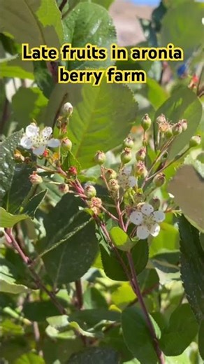 Late Berries. #aronia #shorts