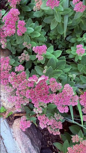 🍂 Who knows these plants that bloom well into autumn? Part 1