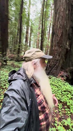 These trees be throwing stuff.