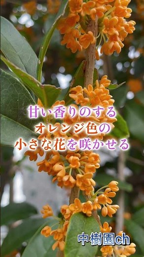 キンモクセイの花＃花言葉＃植木屋＃金木犀＃キンモクセイ