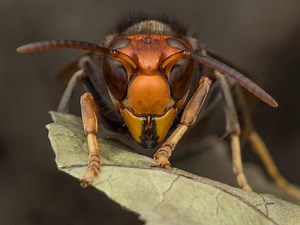 Deadliest Insects Found in the U.S. (And Where They Thrive)