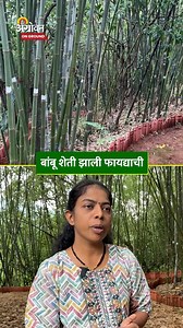 1.4M views · 21K reactions | Bamboo Farming Business : संशोधन,...