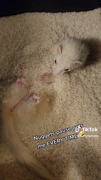 Nugget Ferret Enjoying Rice Surprise