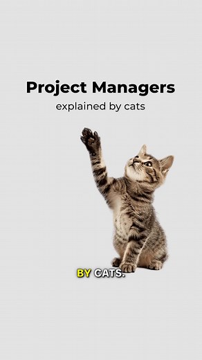 Project Management Explained by Cats