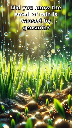 Did you know the smell of rain is caused by geosmin? 🌧️🌿