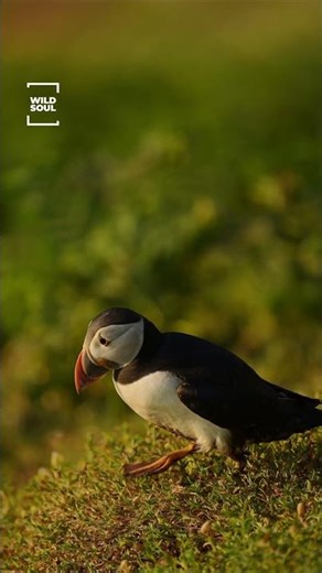 Beautiful Puffin 🐧 | Nature’s Most Colorful Seabird