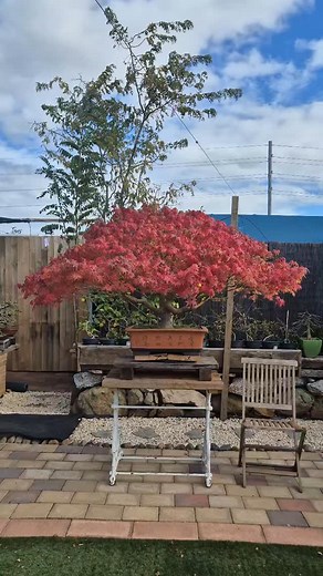 Red maple 🍁 | Allan Vergara Baga