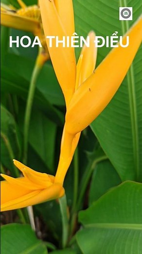 Thiên Điểu tự nhiên