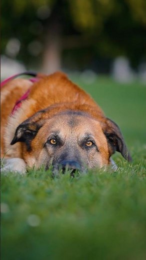 Gizmo 🐶 just made us all laugh 😂 #doglove #dogphotography #dogshorts