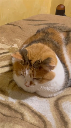 Purring Cat sound for Relaxation. Cute Cat purring. Sweet video for relaxation #purr #cutecat