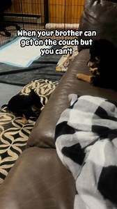 12K views · 330 reactions | Puppies playing Jonny can get on the couch but David can’t. #Dogs #FunnyDog #SmileMore | Larry_the_great_dane | Facebook