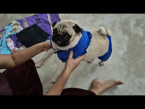 World's CUTEST Pug Videos Compilation | Funny and Cute Dog | Pug chase | dog funny videos | pug dog
