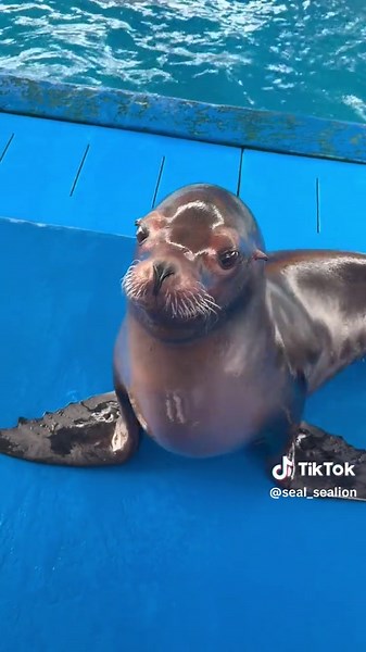 Seal vs Sea Lion: What's the Difference?