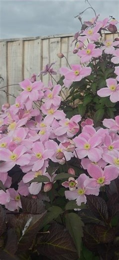 Pink Clematis