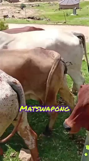 Nthethe Seoli (@nthethe.seoli)’s videos with original sound - Nthethe Seoli