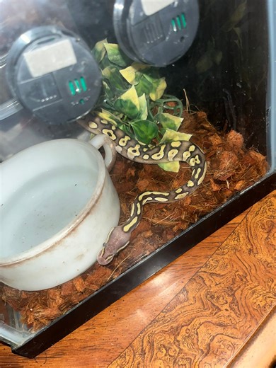 Everything Ball Pythons 🐍 | Anyone have any suggestions on how to get her to eat | Facebook