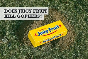Does Juicy Fruit Kill Gophers? (Is it an Urban Myth)