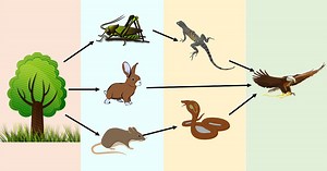 Cadeia e teia alimentar: o que são, diferenças e exemplos