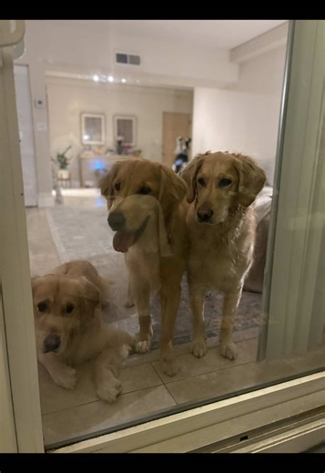 Had to wait 2 hours for a rescue | Golden Retriever