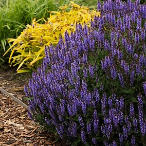 Blue Hill Sage, Salvia sylvestris Blue Hill | High Country Gardens