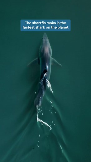 Shortfin Mako Shark: Speed, Power, and More!