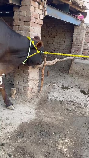 Dairy cow tv on TikTok