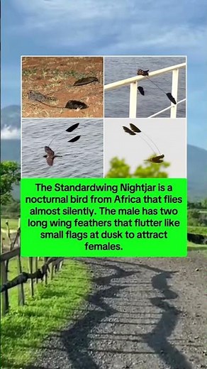 Standardwing Nightjar, the nocturnal bird with two iconic long wing feathers #info