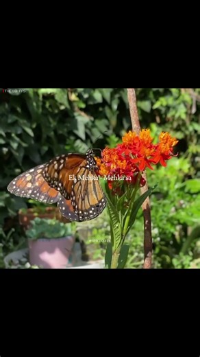 Pal Pal Dil Ke Pass 🦋 - Kishore Kumar || Lyrics || Blackmail || THE LO-FI'S