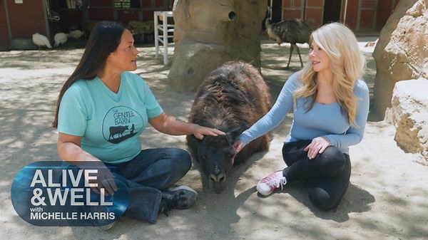 Cow Hug Therapy: Embracing Healing at The Gentle Barn